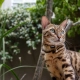 Rogz Alley Cat Safety obojok pre mačku zlatý veľ. S
