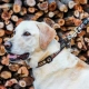Rogz Fancy Dress Classic obojok Mocha Bone veľ. S