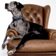 Rogz Fancy Dress Classic obojok Navy Paw veľ. L
