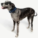 Rogz Fancy Dress Classic obojok Navy Paw veľ. L
