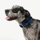 Rogz Fancy Dress Classic obojok Navy Paw veľ. XL