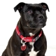 Rogz Fancy Dress Classic obojok Red Bone veľ. L