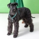 Rogz Fancy Dress Classic postroj Mint Dog veľ. L