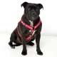 Rogz Fancy Dress Classic postroj Red Bone veľ. M