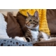 Rogz Urban Cat Safety obojok pre mačku Olive Twist veľ. S