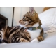 Rogz Urban Cat Safety obojok pre mačku Olive Twist veľ. S