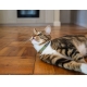 Rogz Urban Cat Safety obojok pre mačku Olive Twist veľ. S