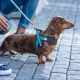 Rogz Urban Fast-Fit postroj Turquoise Moon veľ. S/M