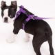 Rogz Utility Classic postroj fialový veľ. S