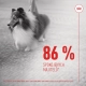 Royal Canin SHN Skin & Coat Adult Dog Supplements 240 g
