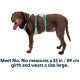 Ruffwear Flagline postroj Sage Green veľ. M