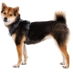 Ruffwear Front Range postroj Basalt Gray veľ. L/XL