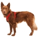 Ruffwear Front Range postroj Red Canyon veľ. S