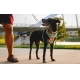 Ruffwear Front Range postroj Spring Mountains veľ. S