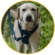 Ruffwear Front Range vodítko Coastal Fade 1,5 m
