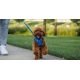 Ruffwear Front Range vodítko Red Canyon 1,5 m