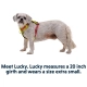 Ruffwear Hi & Light postroj Lichen Green veľ. XS