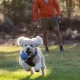 Ruffwear Huckama hračka pre psy oranžová