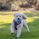 Ruffwear Huckama hračka pre psy oranžová