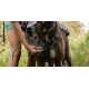 Ruffwear Switchbak postroj s vreckami Red Sumac veľ. S