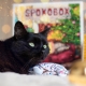 SPOKOBOX, mačacia krabica plná prekvapení