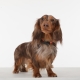 Tickless Mini Dog dobíjací ultrazvukový odpuzovač kliešťov a bĺch biely