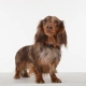 Tickless Mini Dog dobíjací ultrazvukový odpuzovač kliešťov a bĺch čierny