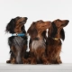 Tickless Mini Dog dobíjací ultrazvukový odpuzovač kliešťov a bĺch čierny
