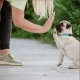 Tickless Mini Dog dobíjací ultrazvukový odpuzovač kliešťov a bĺch čierny