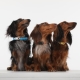 Tickless Mini Dog dobíjací ultrazvukový odpuzovač kliešťov a bĺch fialový