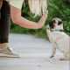 Tickless Mini Dog dobíjací ultrazvukový odpuzovač kliešťov ružový