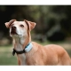 Tractive GPS Dog 4 Tracker pre psov biely