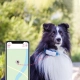 Tractive GPS Dog 4 Tracker pre psov biely