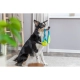 Trixie Bungee Tugger preťahovadlo s loptou 48 cm