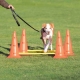 Trixie Dog Activity prekážky (2 ks) 30 x 50 cm/100 cm