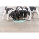 Trixie Junior Dog Activity lizácie miska pre šteňa 15 cm