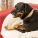 Vankúš Relax do pelíšku Ferplast Siesta Deluxe veľ. 2