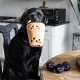 ZippyPaws Burrow Bubble Tea 19 cm