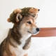 ZippyPaws Loopy Ježko